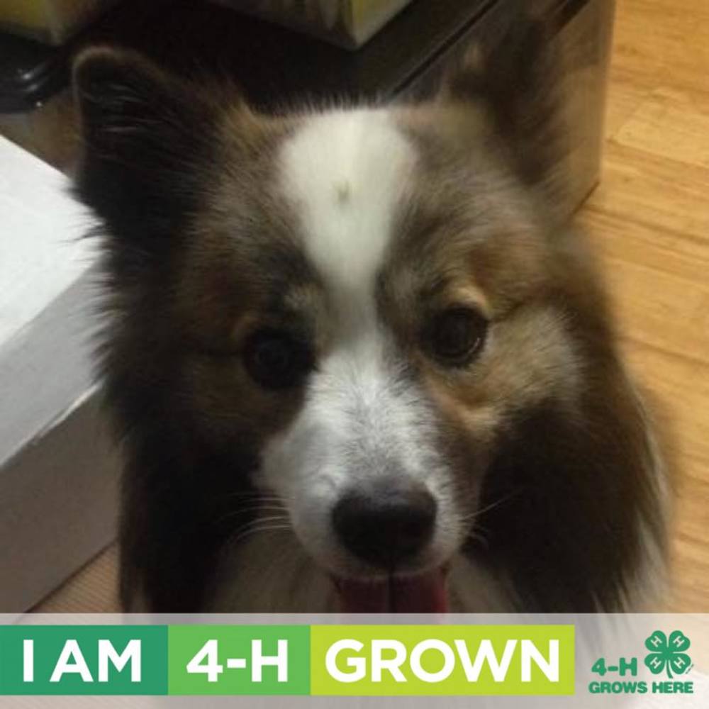 Meet your Posher, Annie